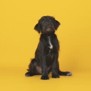 Dog Photography Package