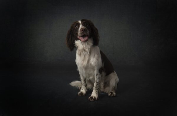 Dog Photography Package - Image 5